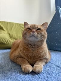 表情豊かな猫ちゃんの「表の顔と裏の顔」に注目！表と裏のギャップに思わずホッコリ