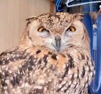 【睡魔とフクロウ】ね、ねむい...どんどん目が閉じていき...寝落ちの瞬間がたまらなくかわいいフクロウ！癒される寝顔にキュン