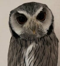 【くしゃみをするフクロウ】飼い主さんと遊んだ後に不満げな表情！？ツンデレな表情のギャップに胸キュンする人が多数