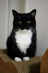 【どうしてこうなった】丸々とした猫ちゃんの姿……「チキン丸ごと食べた？」投稿主さんのコメントに爆笑