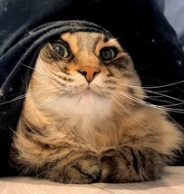 猫さんの「キュートな日課」が話題に　甘えん坊なポジショニングに癒される