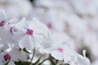 植えっぱなしで【ホワイトガーデン】毎年春に「白い花が咲く」多年草6選！日陰に強い植物も