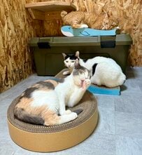 爪研ぎの上でまったり　1猫に1爪研ぎの仲良しショット！　新しい爪研ぎ大歓迎な猫ちゃんたち