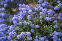 【ガーデニング】グランドカバープランツおすすめ8選！花が咲く品種で庭を美しく