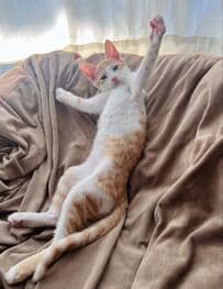 「イマカラネルカラネ」その後の子猫の様子に思わず悶絶