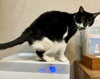 猫ちゃんもビックリ！突然フルパワーで動き出した空気清浄機の上で目を真ん丸にして固まる猫ちゃんに5.7万いいね