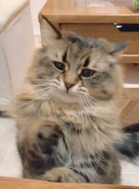 突如「思考停止した猫」に2.1万いいね　ラストの姿に「うわああああん」