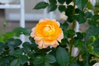 【ガーデニング薔薇だより】玄関・リビング前など＜場所別＞適材適所のバラ選びのコツ＆おすすすめの品種を紹介します！