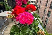 春～秋ずっと咲く花で【ベランダガーデニング】秋まで植えっぱなしOKの花5選＆長く楽しむコツ