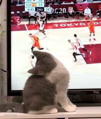 バスケを観戦する子猫　4年後まさかの成長姿にホッコリ