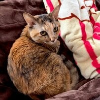 【頼もしい猫ちゃん】「素敵な救いの手」が欲しい…？何でも助けてくれそうな姿が話題に