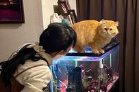 猫を注意しに行く妻「突撃！隣の晩ごはん」爆笑必至な写真が話題