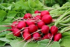 【秋の家庭菜園】楽ちん・カンタン「初心者でも育てやすい野菜7選」