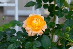 【ガーデニング薔薇だより】玄関・リビング前など＜場所別＞適材適所のバラ選びのコツ＆おすすすめの品種を紹介します！