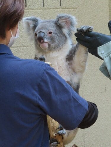 神戸市立王子動物園】「すくすく成長中です」コアラの体重測定は