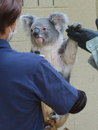 神戸市立王子動物園