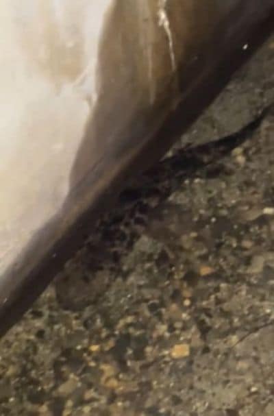 オオサンショウウオを発見