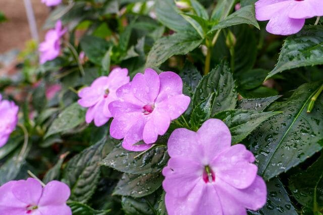 狭い庭でも花いっぱい！初心者におすすめのコンパクト＆おしゃれな「一年草・多年草・低木」10選