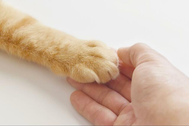 猫の「とある部分の匂い」にハマってしまった2歳児　まさかの光景に「もう戻れない」「わずか2歳で…レベル高い」