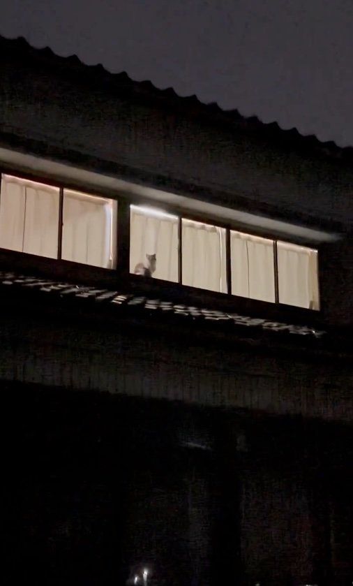 夜、自宅の2階を見上げると…→窓辺に見えた猫の愛おしい姿にほっこり