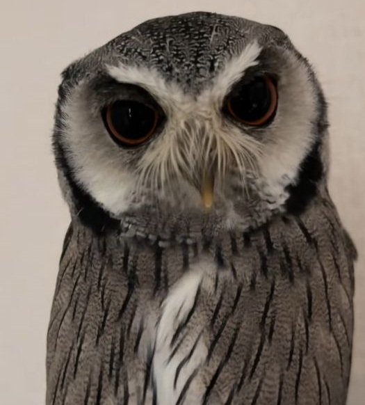【くしゃみをするフクロウ】飼い主さんと遊んだ後に不満げな表情！？ツンデレな表情のギャップに胸キュンする人が多数