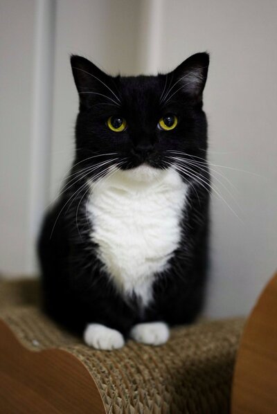 【どうしてこうなった】丸々とした猫ちゃんの姿……「チキン丸ごと食べた？」投稿主さんのコメントに爆笑