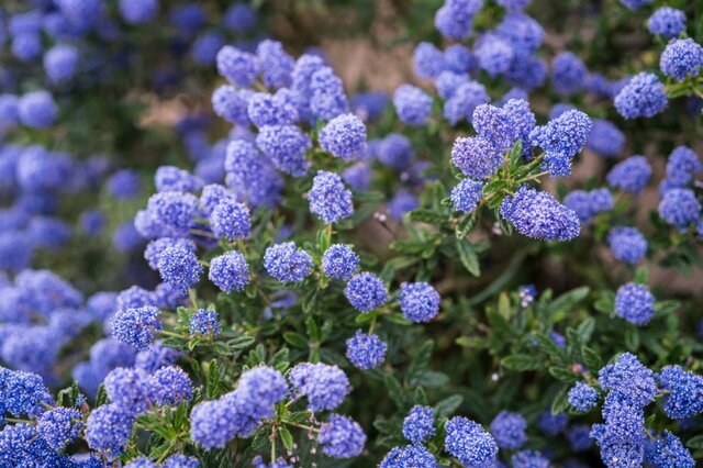 【ガーデニング】グランドカバープランツおすすめ8選！花が咲く品種で庭を美しく