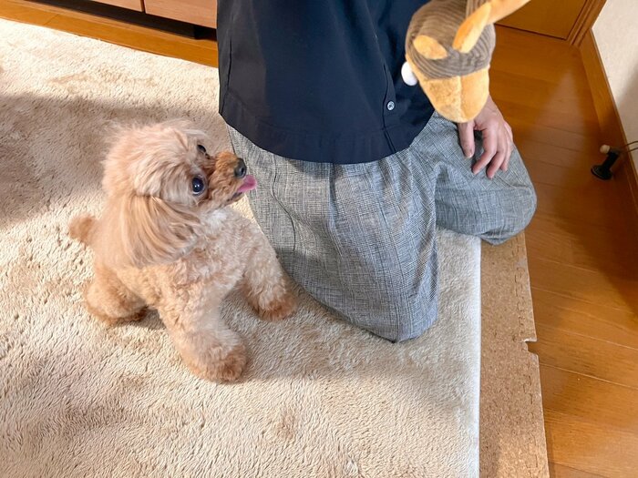 音を鳴らしてみると、尻尾を振りながら大興奮!