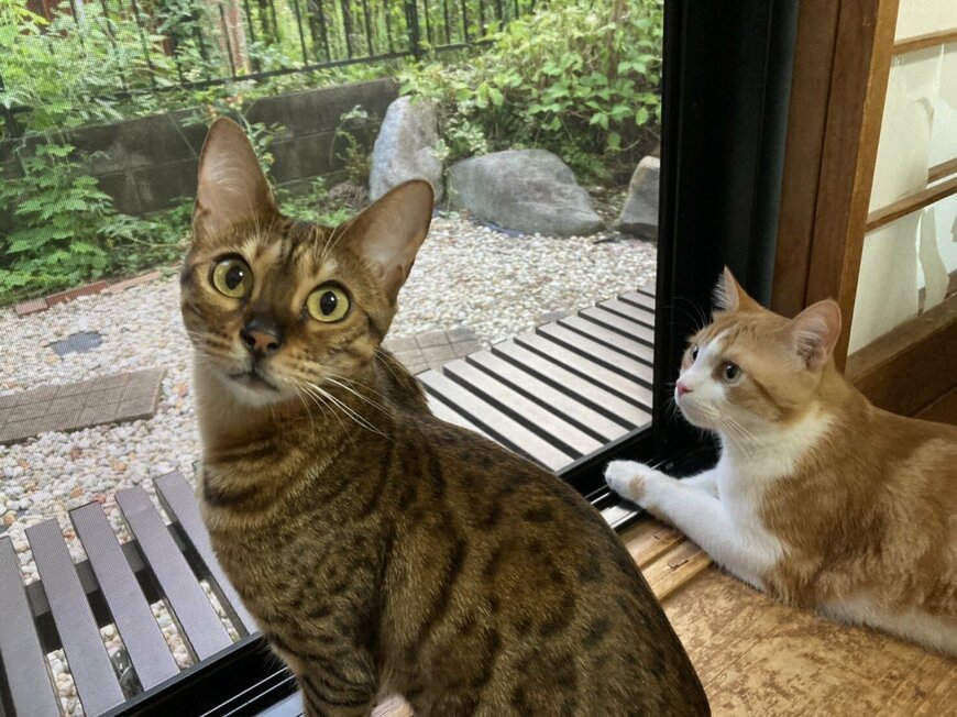 出所：@Beercat_Ana_Dar