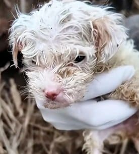ぐったりしていた子犬を救え！酸素マスクによる迅速な救護で命をつないだ感動の救出劇