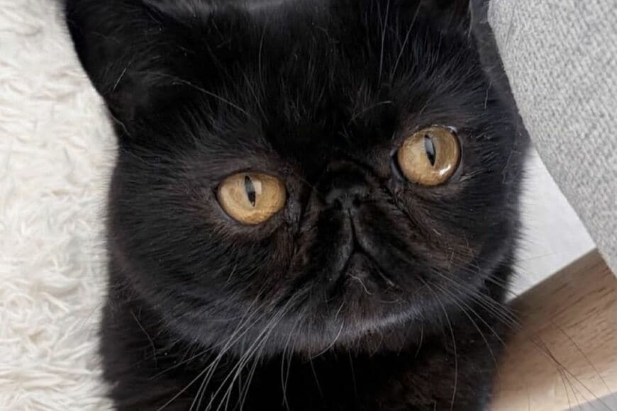 モデルのような美脚を披露した黒猫ちゃん　「ばぶフェイスとのギャップがたまらない」