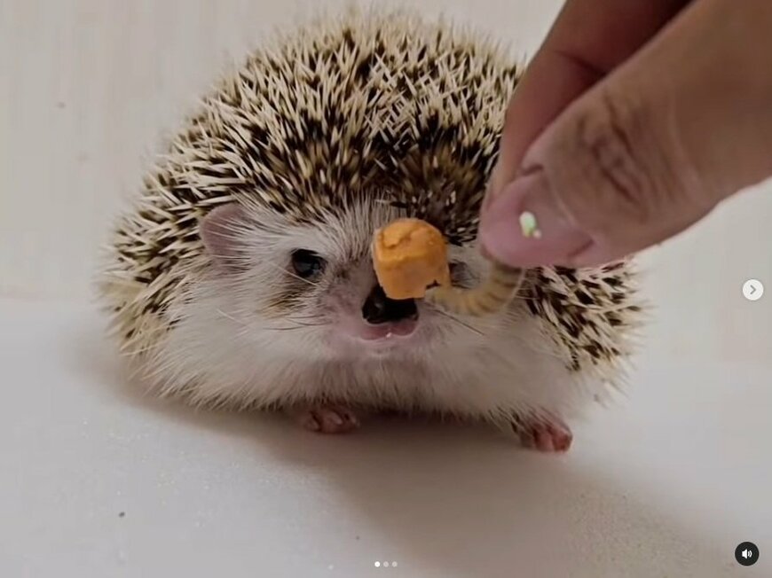 出所：＠uzura_moz.uku