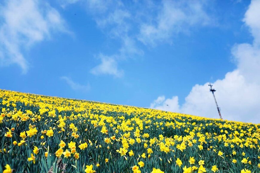 画像出所：アルピナリゾーツ「【びわ湖バレイのGW】スイセン・琵琶湖・空が奏でる、黄色と青のコントラスト関西最大級30万球スイセンの丘、まもなく見ごろ！」