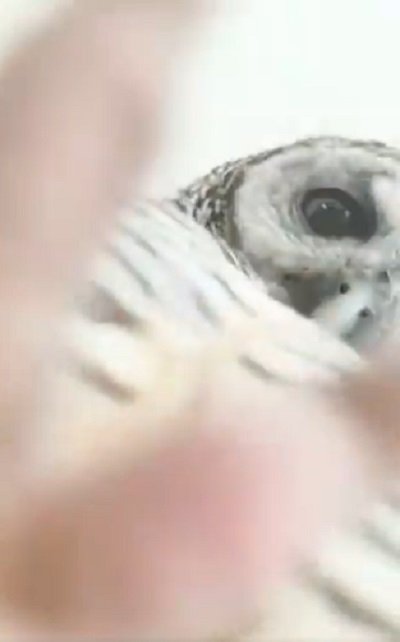 出所：@chacoowl1072