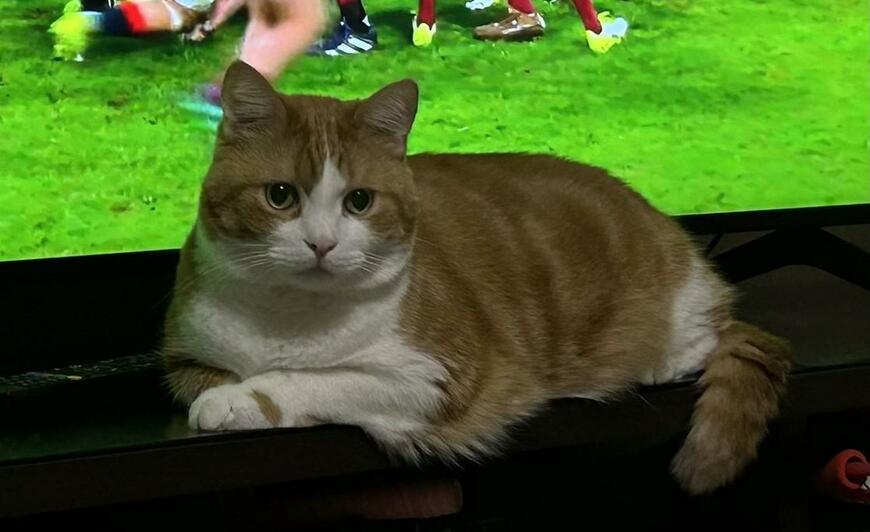 出所：@Beercat_Ana_Dar