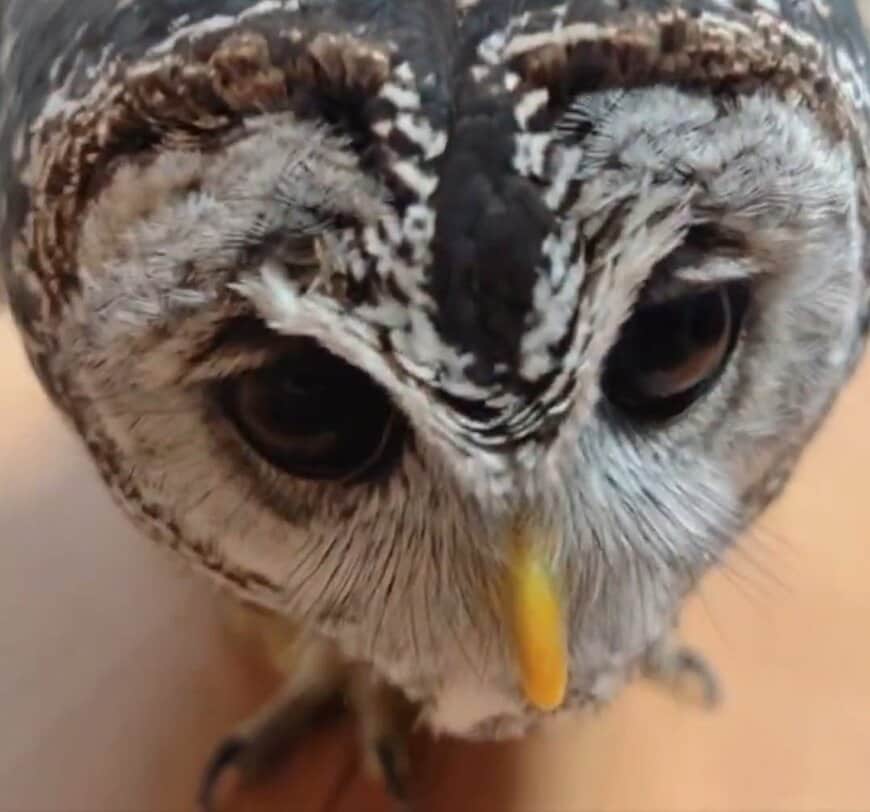 出所：@kanata_akas