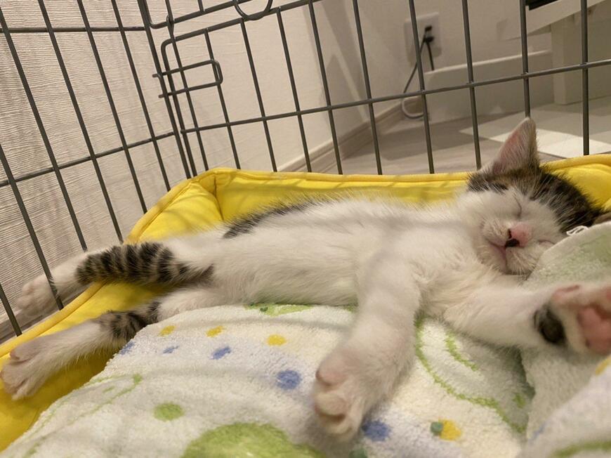 出所：@Saeroyi_cat