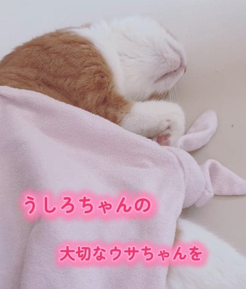 【え！そのまま来たの！？】寝起きの猫さんがまさかの姿で現れた…ゆるカワすぎて悶絶