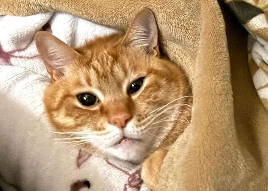 「中身おっさんでは？」階段で力尽きた（？）猫の哀愁漂うポーズに笑ってしまう