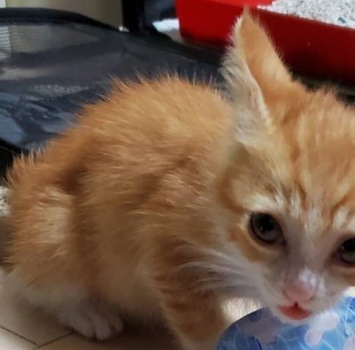 出所：@mero627puri914