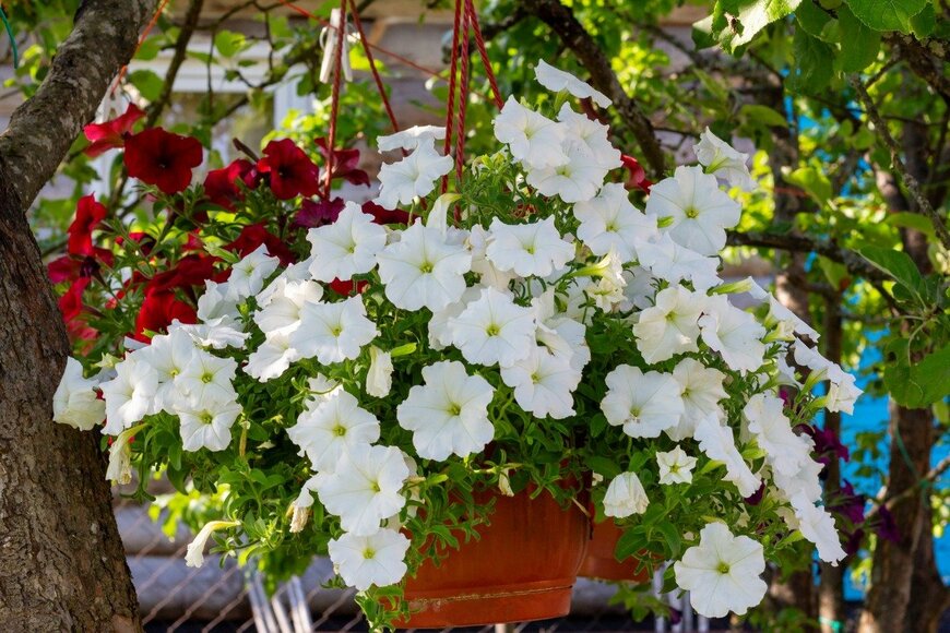 Akintevs/istockphoto.com