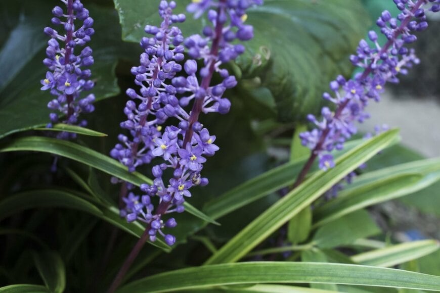 c11ygyg/shutterstock.com