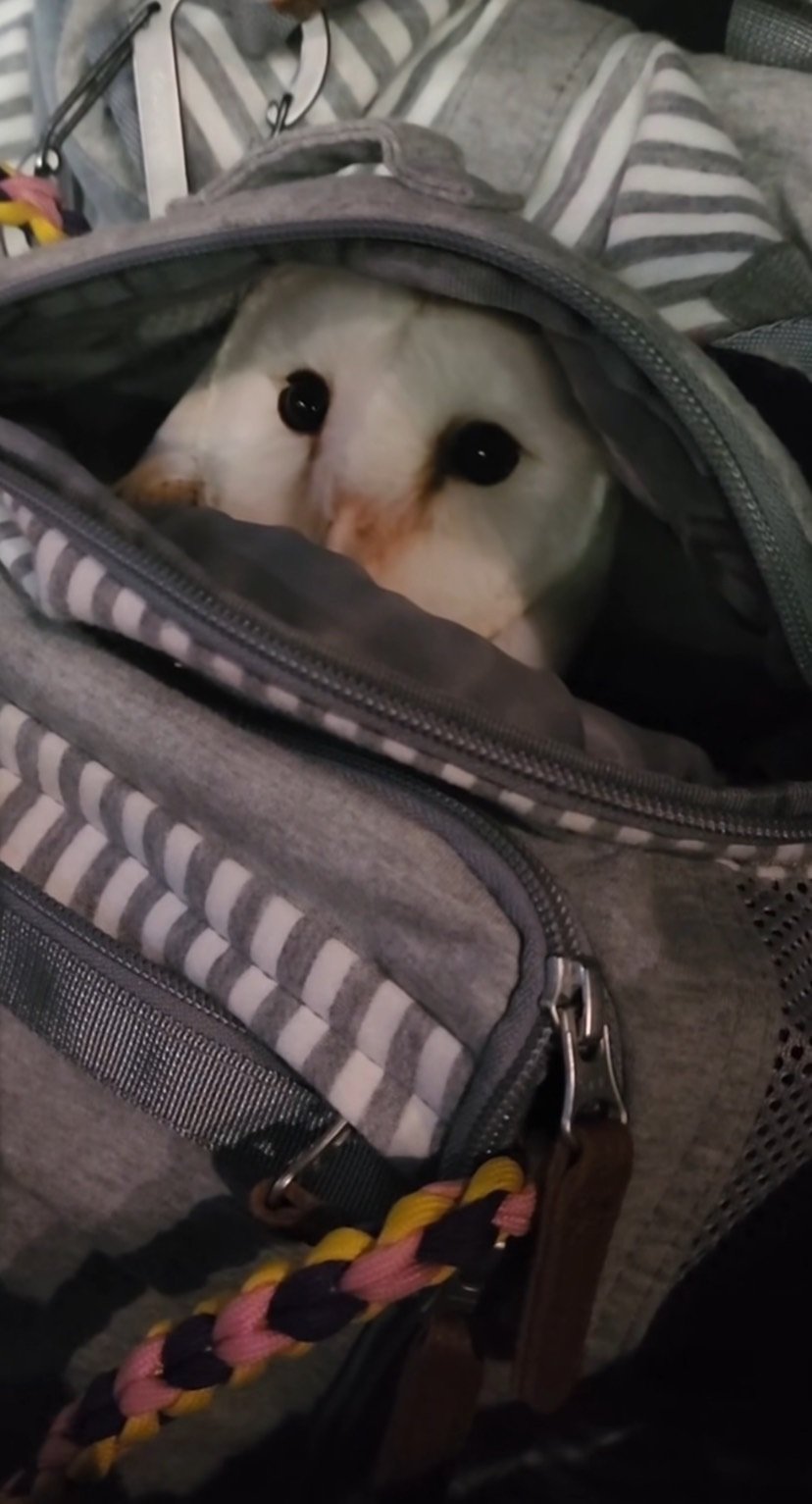 出所：@miki4wan108