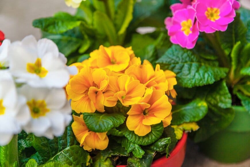 dapperland/shutterstock.com