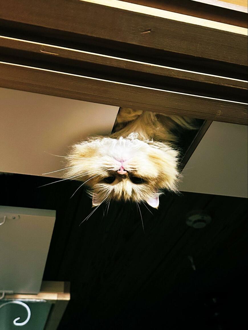 出所：@NEKOLAND13