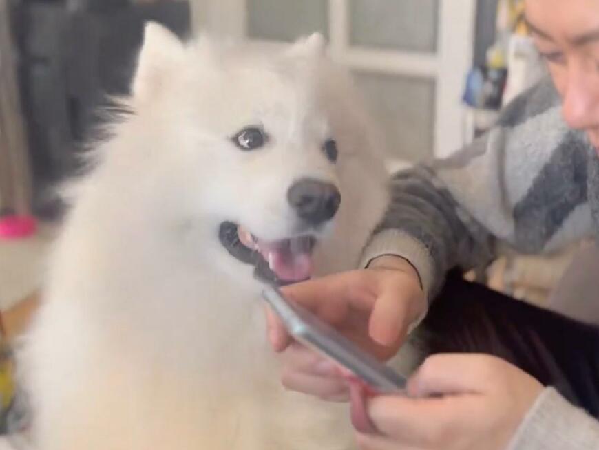 出所：@samoedsoran