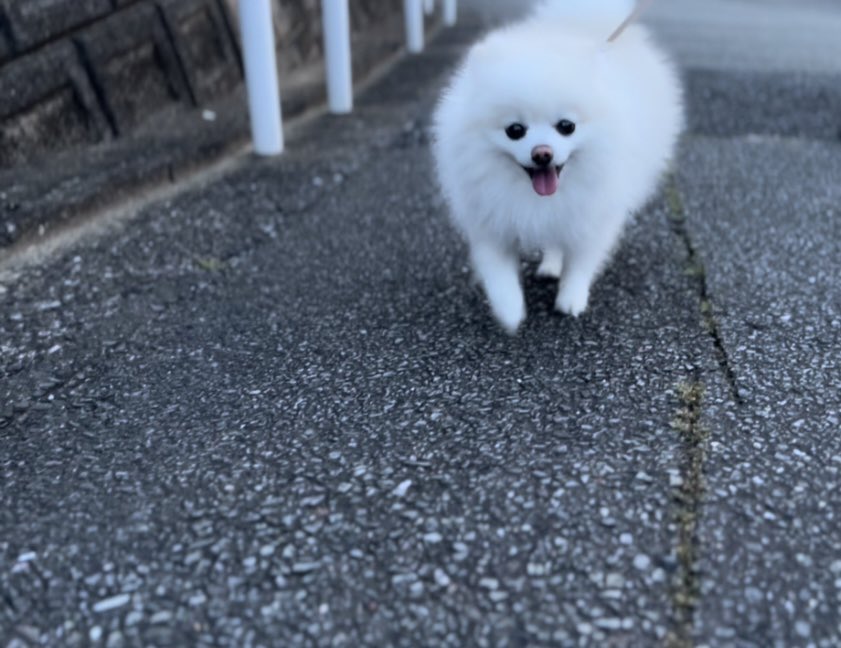 出所：@boku_ponchan