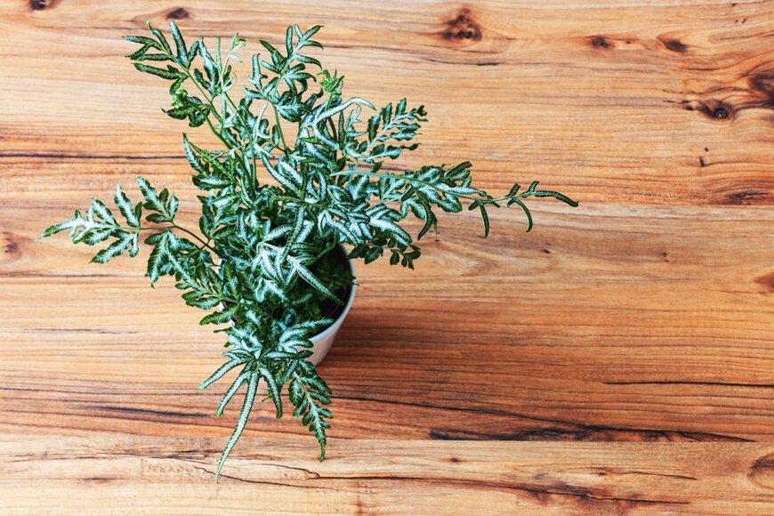 fotosenukas/shutterstock.com