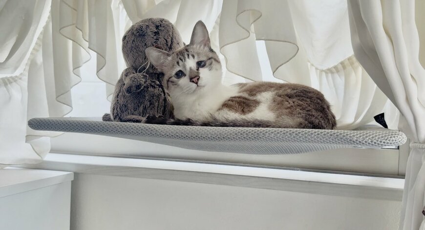 出所：@piennekomint