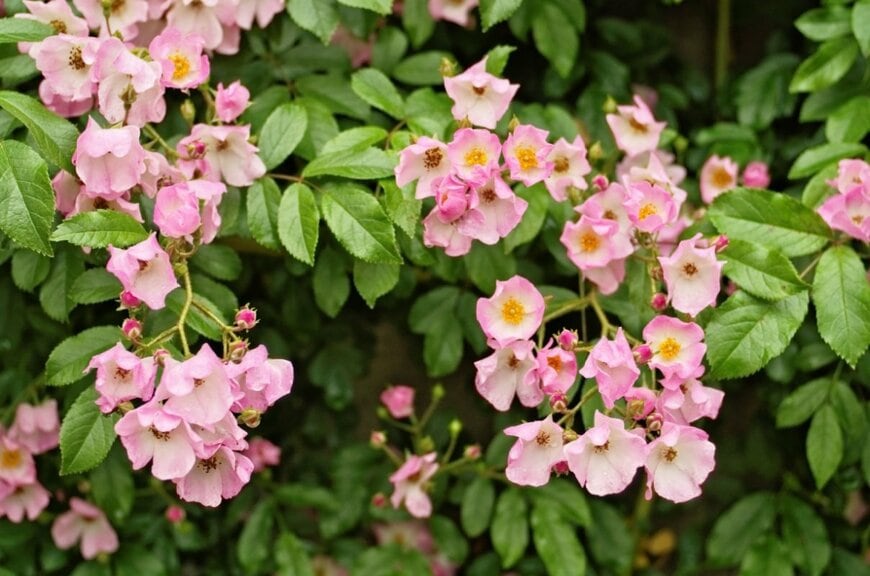 ajisai13/shutterstock.com